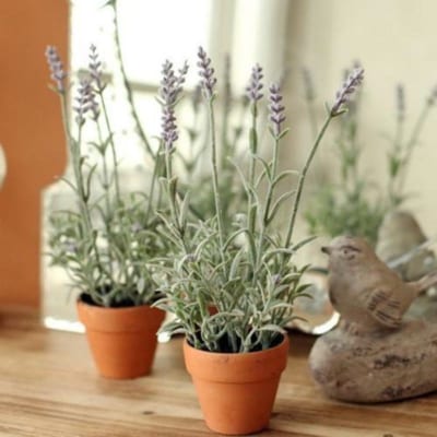 8 loai hoa thom hon ca nuoc hoa 1